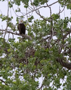 Bald Eagle & nest